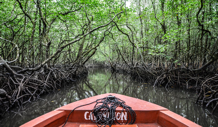 Mangrove swamp in Baratang Island, India. 