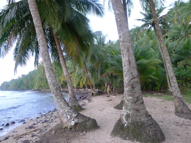 Bocas Del Toro, Isla Bastimentos, palm trees, humidity, the firefly bocas del toro, snorkeling
