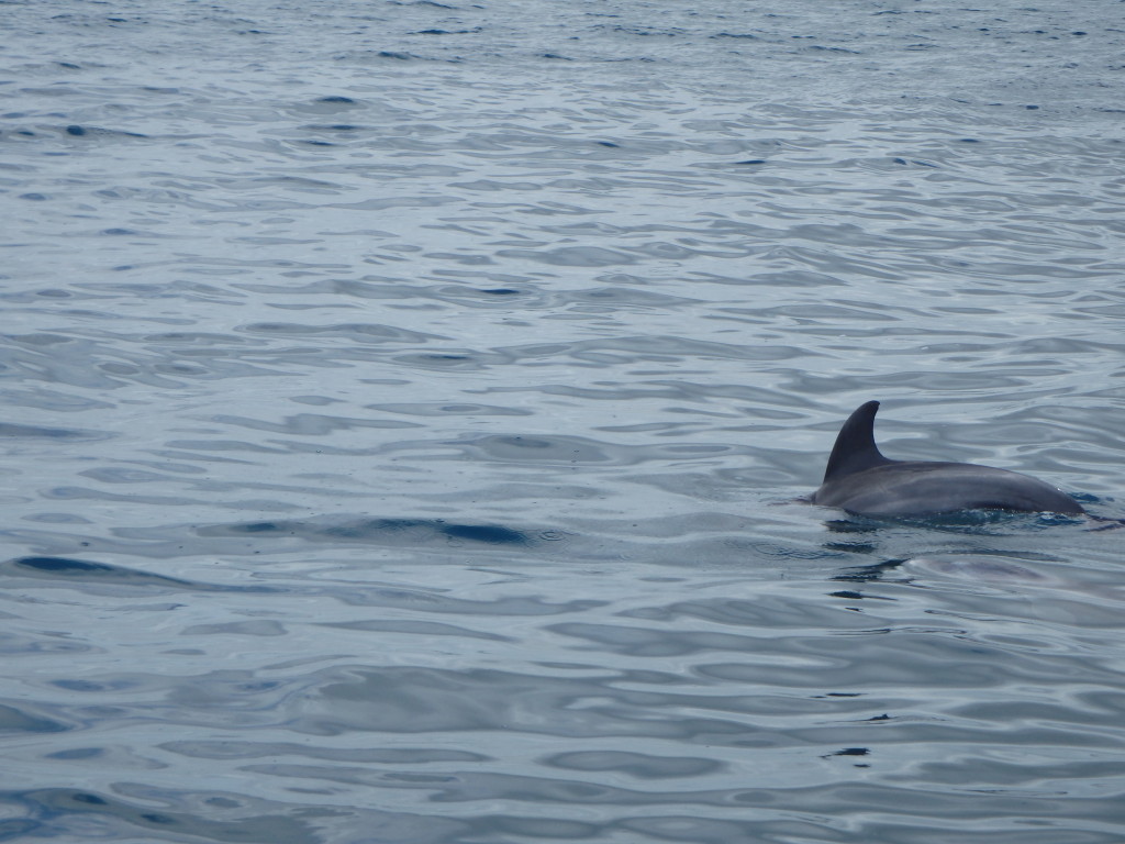 Dolphins in Watamu